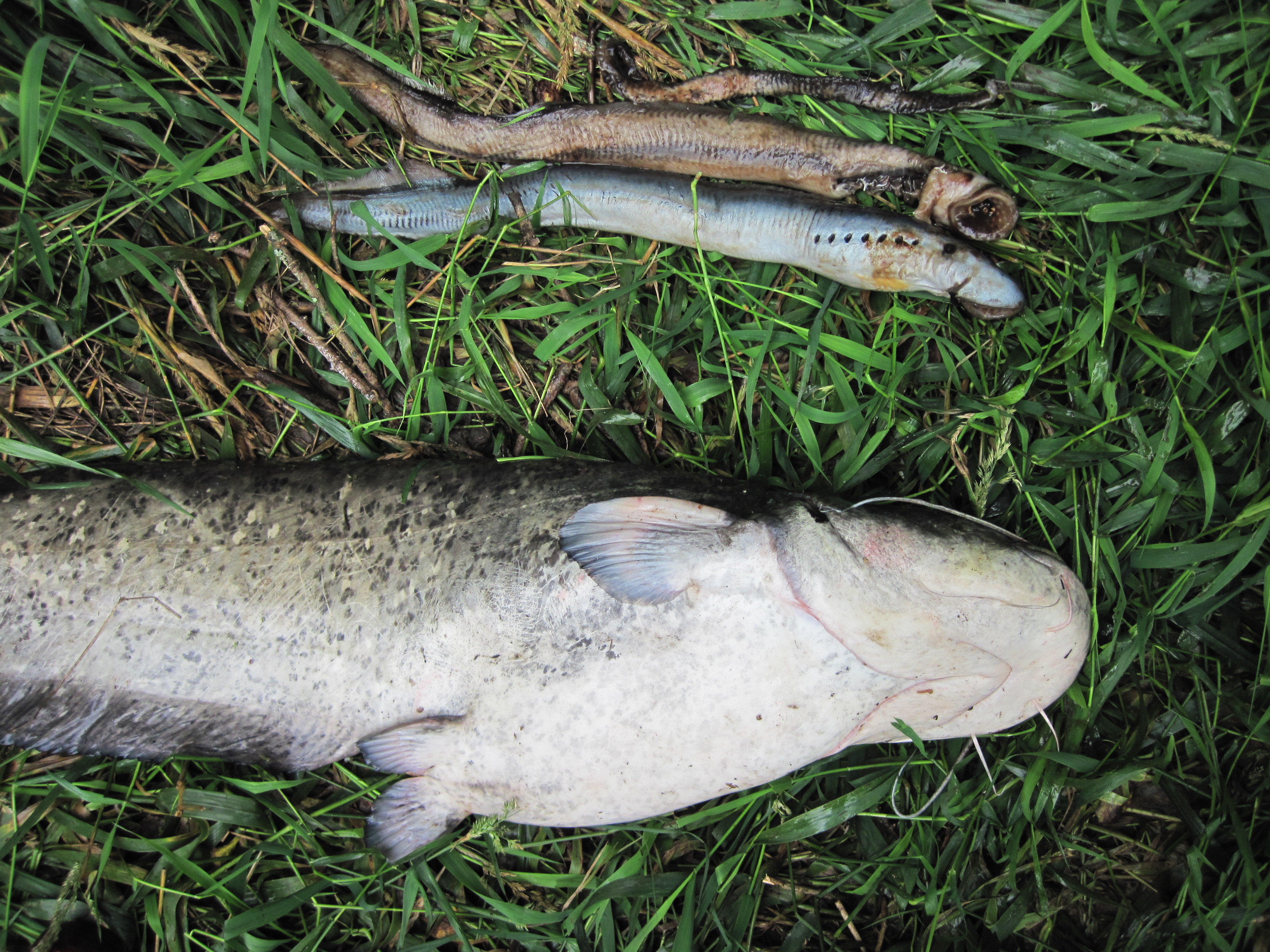 Wels catfish monitoring