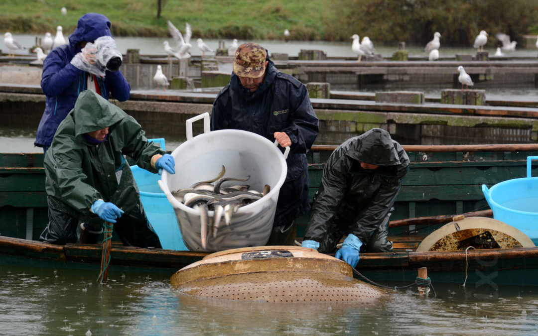 2018 – Traditional fishing and eel conservation in the European ...